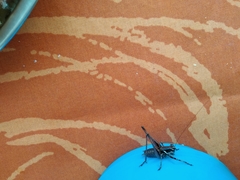 Antaxius spinibrachius