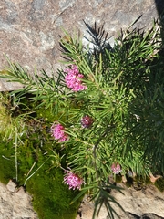 Grevillea confertifolia