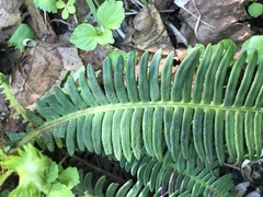 Struthiopteris niponica