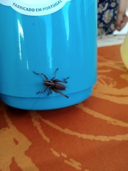 Antaxius spinibrachius