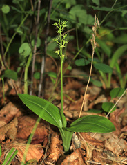 Liparis kumokiri