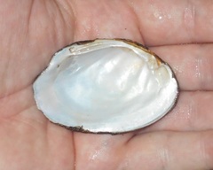 Fusconaia ozarkensis