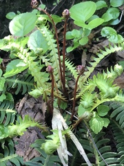 Struthiopteris niponica