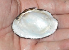 Fusconaia ozarkensis