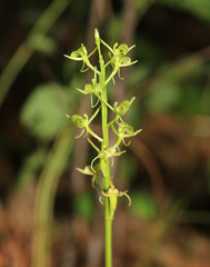 Liparis kumokiri