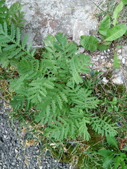 Tanacetum vulgare