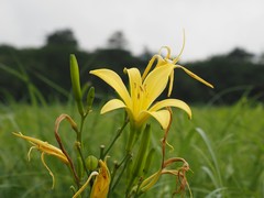 Hemerocallis citrina vespertina