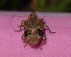 Hyperinae