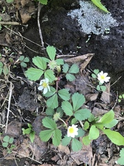 Fragaria iinumae