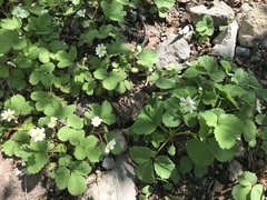 Fragaria iinumae