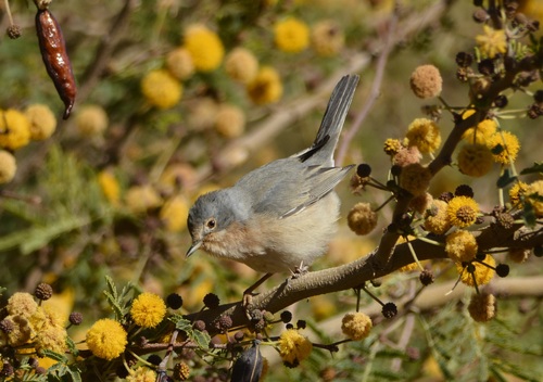 Curruca tirrénica (Curruca subalpina)