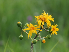 Ligularia japonica