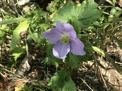 Glaucidium palmatum