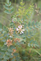 Glycyrrhiza