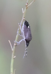 Holcostethus albipes