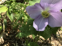 Glaucidium palmatum