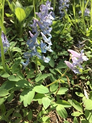 Corydalis fumariifolia azurea
