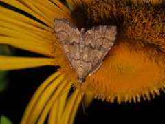 Udea fulvalis