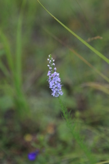 Veronica pinnata