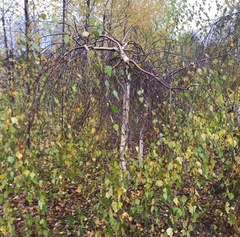 Betula pendula