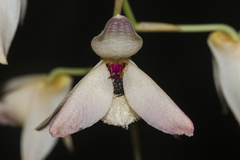 Dendrobium moschatum