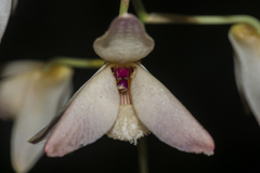 Dendrobium moschatum