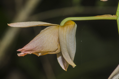 Dendrobium moschatum