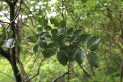Salix abscondita