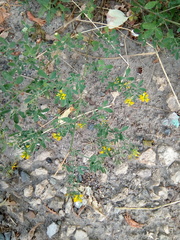 Medicago falcata
