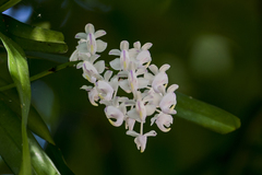 Aerides odorata
