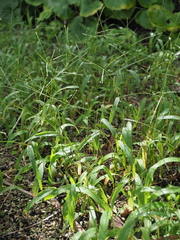 Digitaria radicosa