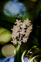 Aerides odorata