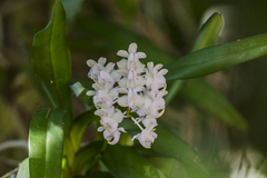 Aerides odorata