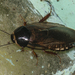 Indian Cockroach - Photo (c) Vijay Anand Ismavel, some rights reserved (CC BY-NC-SA)