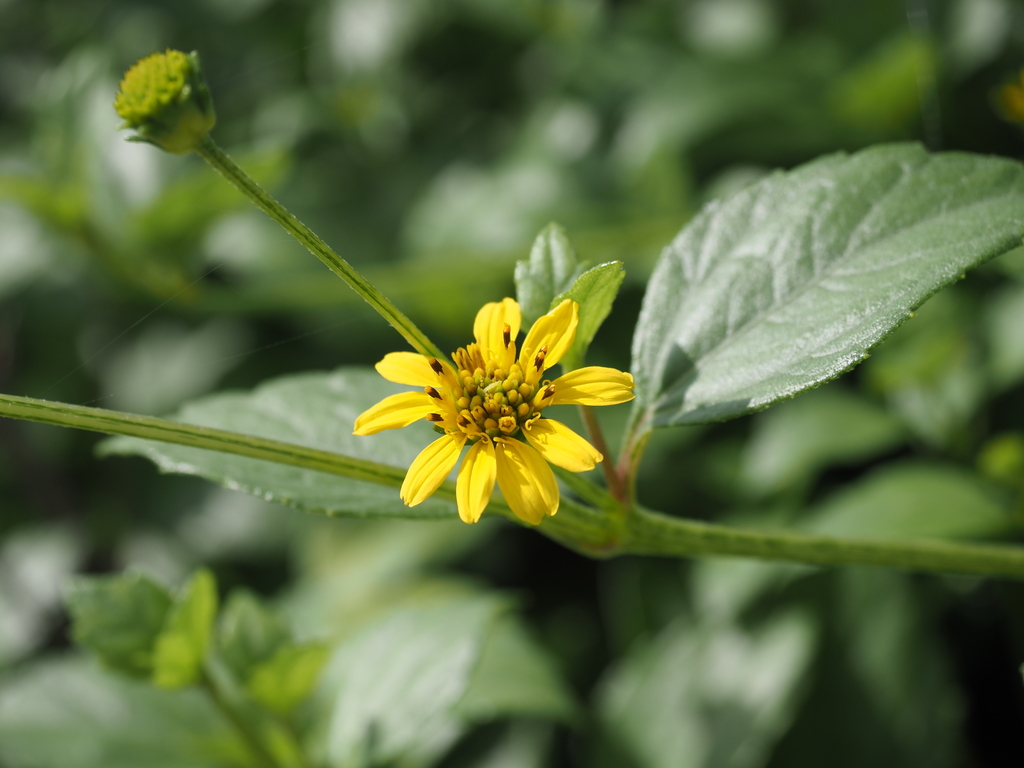 Melanthera robusta