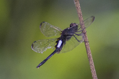 Pseudothemis zonata
