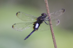 Pseudothemis zonata