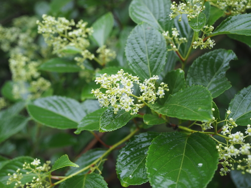 Tripterygium doianum iNat (1)