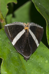 Fodina oriolus