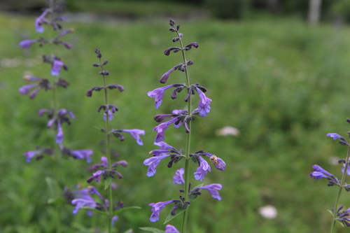 Nepeta sibirica (Nepeta sibirica)