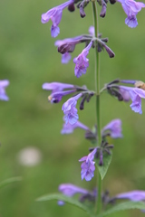 Nepeta sibirica