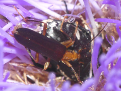 Nacerdes carniolica