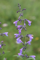 Nepeta sibirica