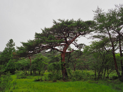 Pinus densiflora