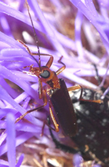 Nacerdes carniolica