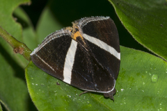 Fodina oriolus