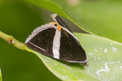 Fodina oriolus