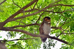 Spotted Wood Owl photo 4