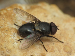 Pollenia amentaria