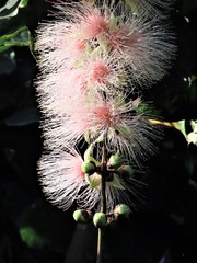 Barringtonia curranii